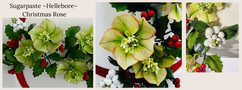 Christmas Rose. Hellebore made in sugarpaste